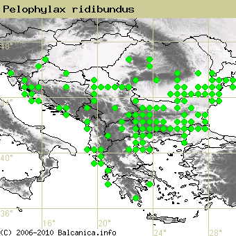 Pelophylax ridibundus, occupied quadrates according to mapping of Balcanica.info