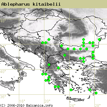 Ablepharus kitaibelii, obsazené kvadráty podle mapování Balcanica.info