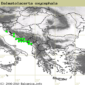 Dalmatolacerta oxycephala, occupied quadrates according to mapping of Balcanica.info