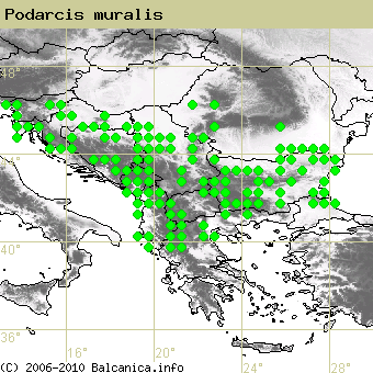 Podarcis muralis, occupied quadrates according to mapping of Balcanica.info