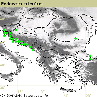 Podarcis siculus, obsazené kvadráty podle mapování Balcanica.info