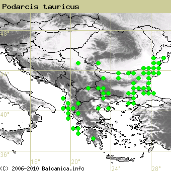 Podarcis tauricus, obsazené kvadráty podle mapování Balcanica.info