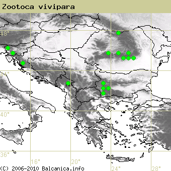 Zootoca vivipara, occupied quadrates according to mapping of Balcanica.info
