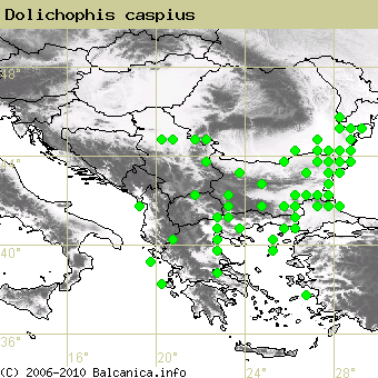 Dolichophis caspius, occupied quadrates according to mapping of Balcanica.info