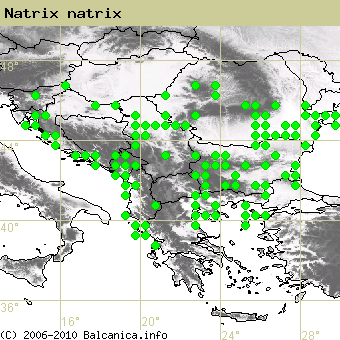 Natrix natrix, obsazené kvadráty podle mapování Balcanica.info