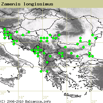 Zamenis longissimus, obsazené kvadráty podle mapování Balcanica.info