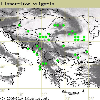 Lissotriton vulgaris, obsazené kvadráty podle mapování Balcanica.info