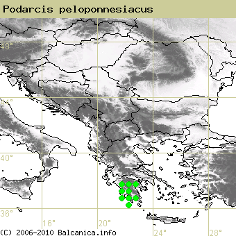 Podarcis peloponnesiacus, occupied quadrates according to mapping of Balcanica.info