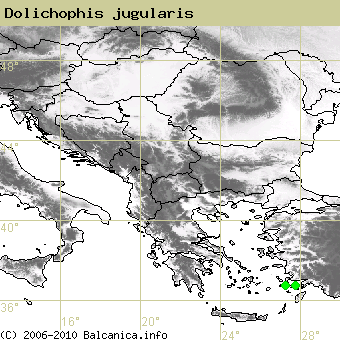 Dolichophis jugularis, occupied quadrates according to mapping of Balcanica.info