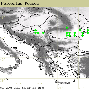 Pelobates fuscus, obsazené kvadráty podle mapování Balcanica.info