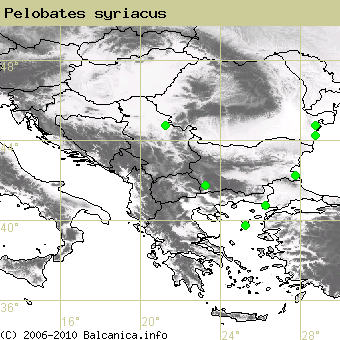 Pelobates syriacus, occupied quadrates according to mapping of Balcanica.info