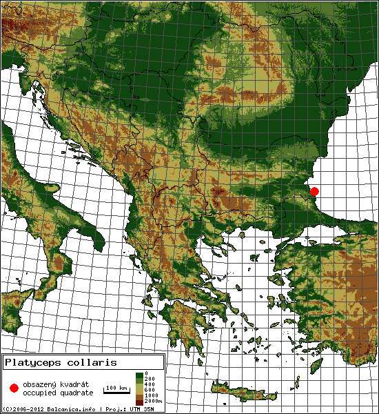 Platyceps collaris - Map of all occupied quadrates, UTM 50x50 km