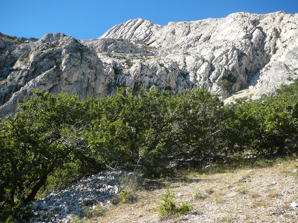 Bošana, Boshana