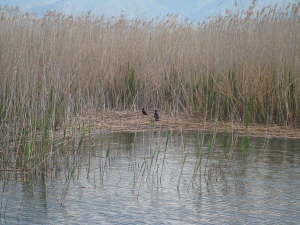 Prespa e Vogël,  Prespa e Vogel,  Kleiner Presba-See