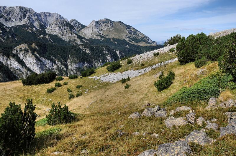 Habitat V. b. bosniensis a nejen jí.