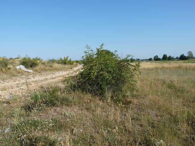 Biograd na Moru,  Biograd,  Zaravecchia