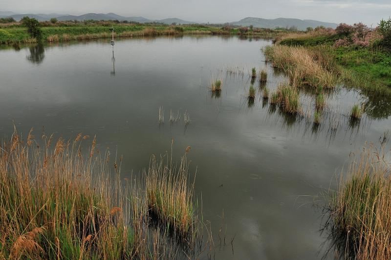 Evros delta