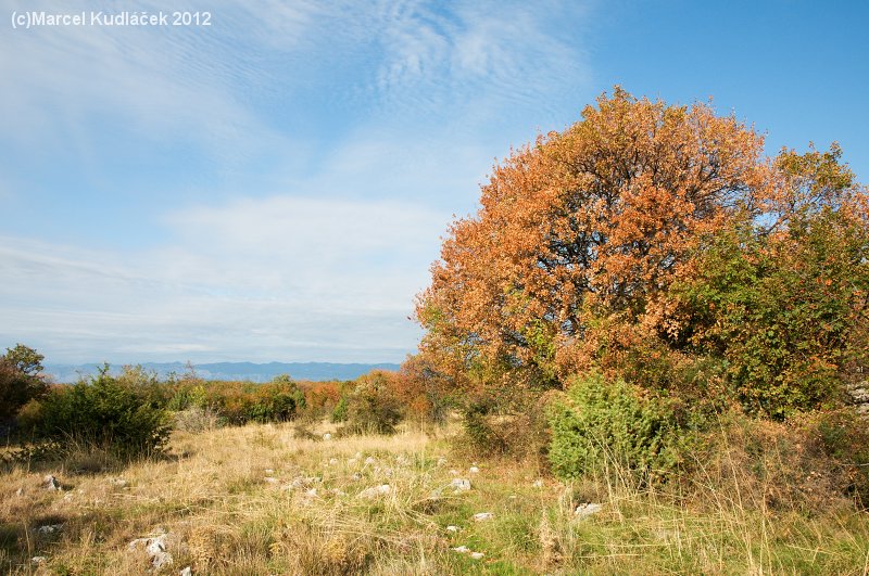 Misučajnica