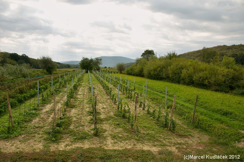 Vrbničko polje