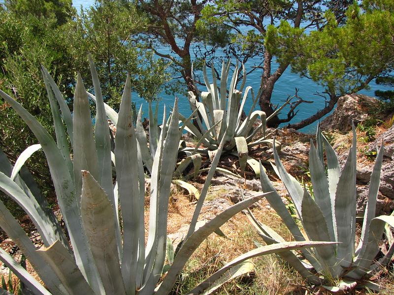 Makarska