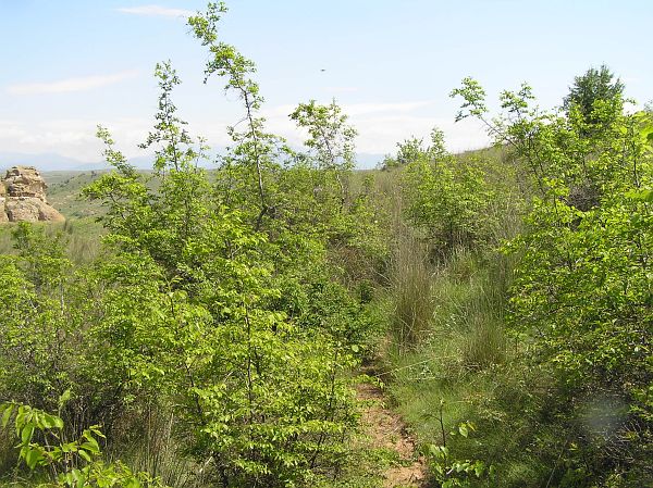 Damjanica Damjanica