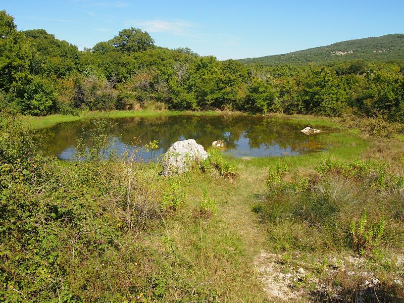 Mišučajnica Mišučajnica