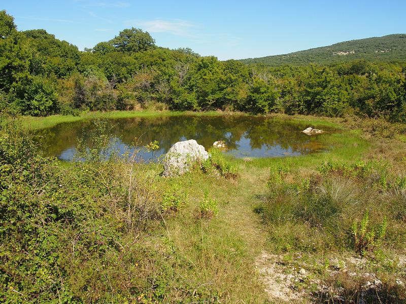 Mišučajnica