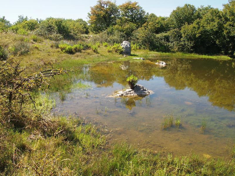 Mišučajnica