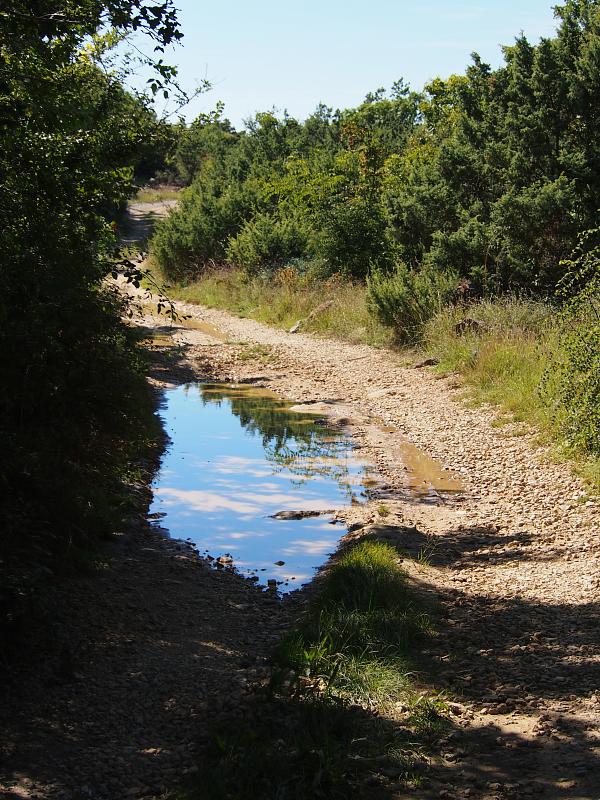 Mišučajnica