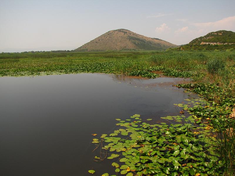 Skadarské jezero