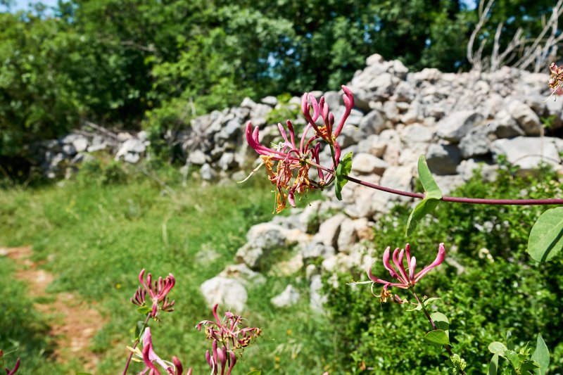 Misučajnica