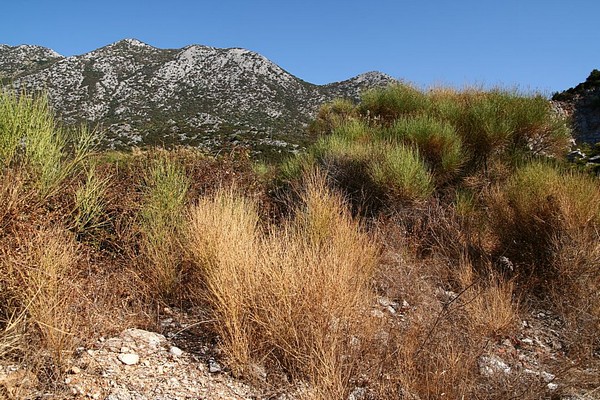 Baćina Baćina