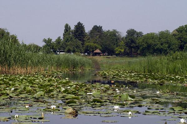 Obedska bara