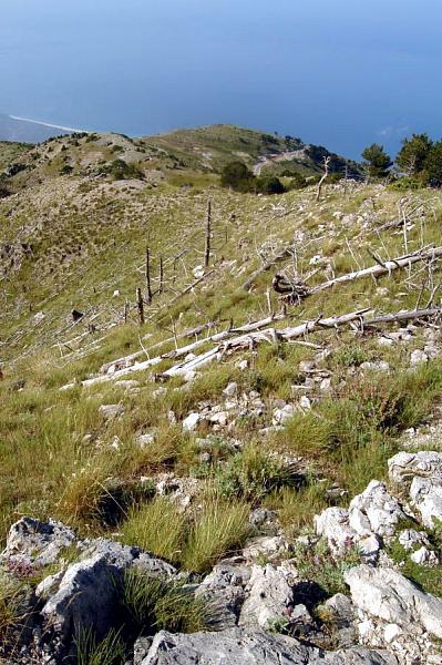 NP Llogarë, Llogarë NP