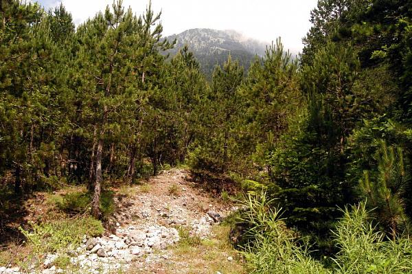 NP Llogarë, Llogarë NP