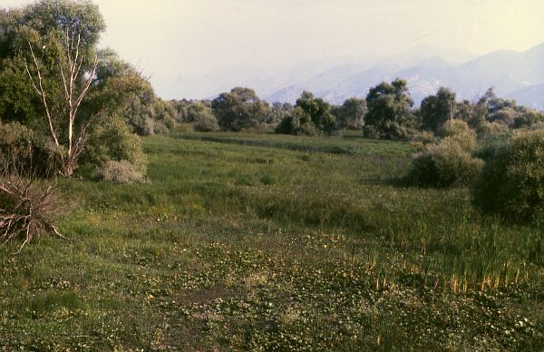 Skadarské jezero, Skadar lake