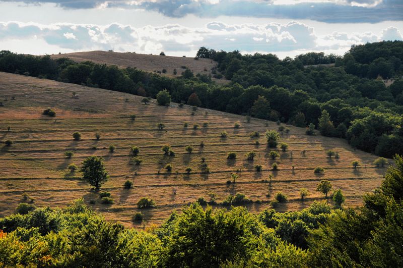 Bišina