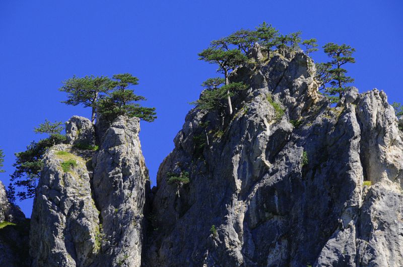 „Flag Pine“ v NP Sutjeska.