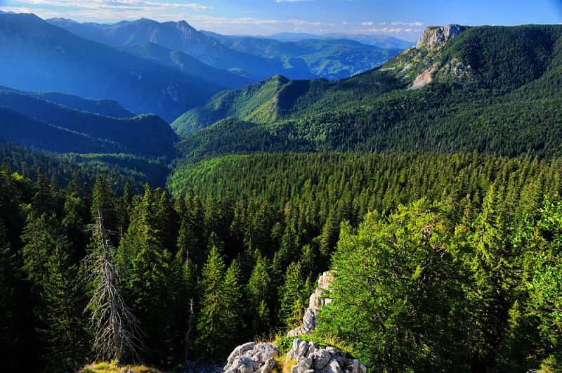 Prales Peručica v NP Sutjeska.