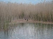 Prespa e Vogël, Prespa e Vogel, Kleiner Presba-See, Lake Mala Prespa, Lake Mikra Prespa, Limni Mikra Prespa, Limni Mikri Prespa, Liqen i Prespes se Vogel, Liqen i Prespës së Vogël, Liqen' i Prespes Vogel, Liqen' i Prespës Vogël, Límni Mikrá Préspa, Límní Mikrí Préspa, Mala Presba, Ventrok Lake