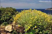 Otok Vis, Isola Lissa, Isola di Lissa, Lissa, Ostrvo Vis, Vis, Вис