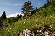 Laskovické jezero, Laskovik's lake, Shelegurë